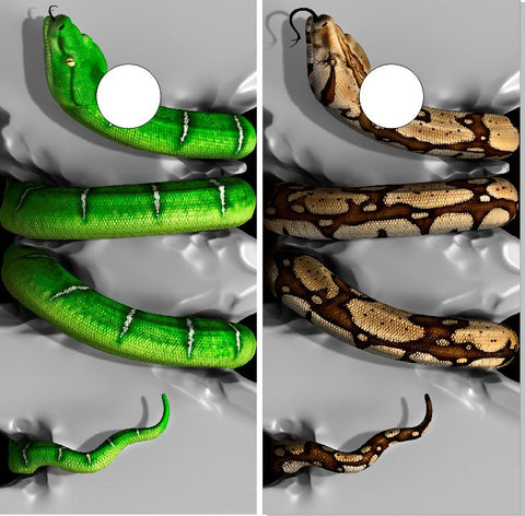 Snakes Crushing UV Direct Print Cornhole Tops